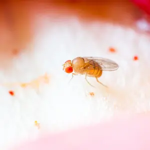 fruitfly