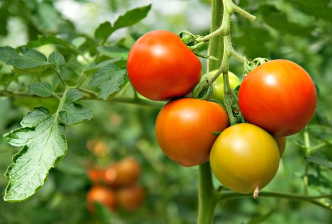 http://www.info-on-high-blood-pressure.com/Juicing-Cleanse.html